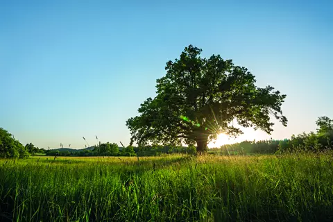 Společnost Schwabe strom
